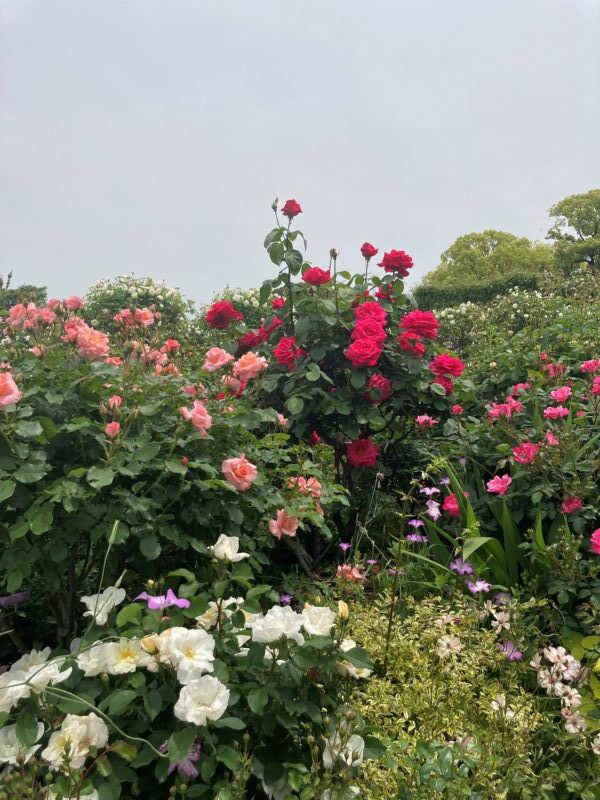 yamashita-park-roses